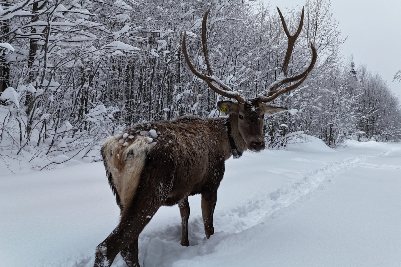 Ormanya&rsquo;da yetiştirilen kızıl geyikler Kuzuyayla&rsquo;nın m&uuml;davimi oldu